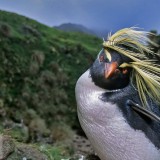 Rockhopper_EN-US8893810132_1920x1080