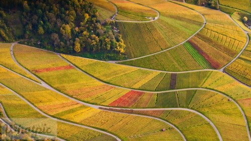 RotenbergVineyards_EN-US11270850012_1920x1080.jpg