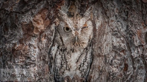 ScreechOwl_EN-US8795938080_1920x1080.jpg