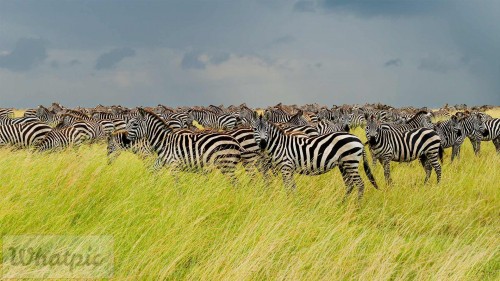 SerengetiZebra_EN-US5631881768_1920x1080.jpg