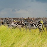 SerengetiZebra_EN-US5631881768_1920x1080