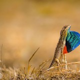SitanaPonticeriana_EN-US10921478705_1920x1080