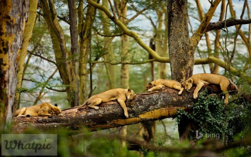 SleepingLions1920x1200.jpg