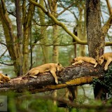 SleepingLions1920x1200