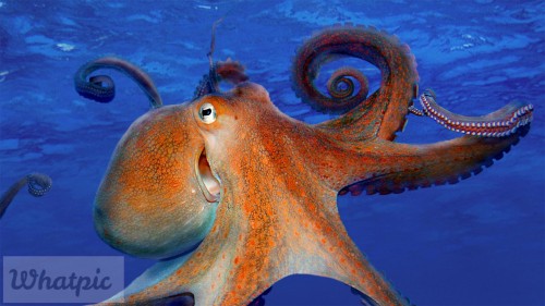 SmilingOctopus_EN-US7303849274_1920x1080.jpg