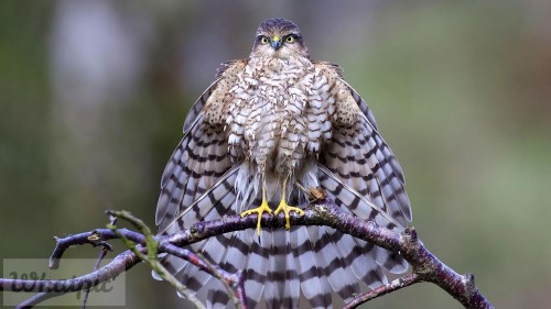 Sparrowhawk_EN-US9288842659_1920x1080.jpg