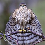Sparrowhawk_EN-US9288842659_1920x1080