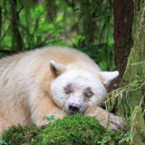 SpiritBearSleeps_EN-US7883048709_1920x1080