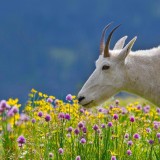 SpringGoat_EN-US7159260528_1920x1080
