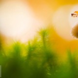 TinyLadybird_EN-US12806525259_1920x1080
