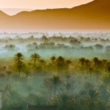 VastPalmGrove_EN-US4704093653_1920x1080