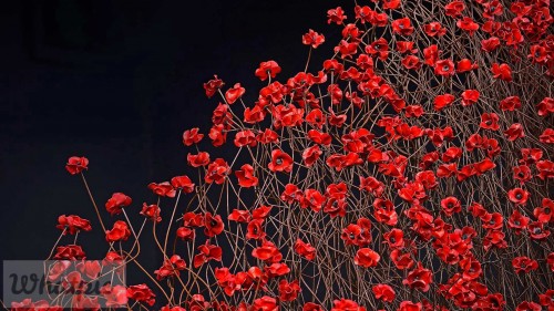 WavePoppy_EN-US9071800685_1920x1080.jpg