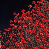 WavePoppy_EN-US9071800685_1920x1080