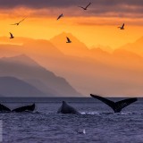 WhalePod_EN-US8062526731_1920x1080