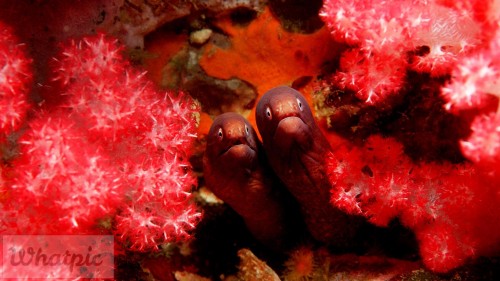 WhiteEyedMoray EN US10194096653 1920x1080