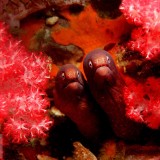 WhiteEyedMoray_EN-US10194096653_1920x1080