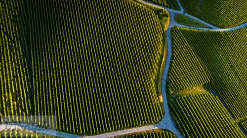 WineDay_EN-US9984225481_1920x1080.jpg