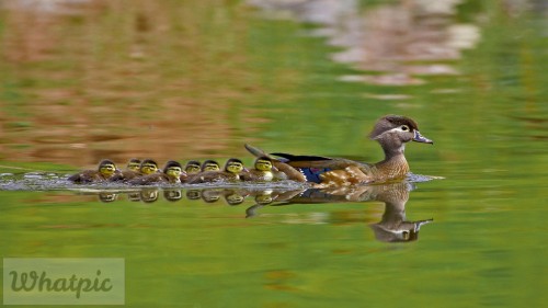 WoodDucks_EN-US13296832819_1920x1080.jpg