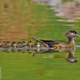 WoodDucks_EN-US13296832819_1920x1080