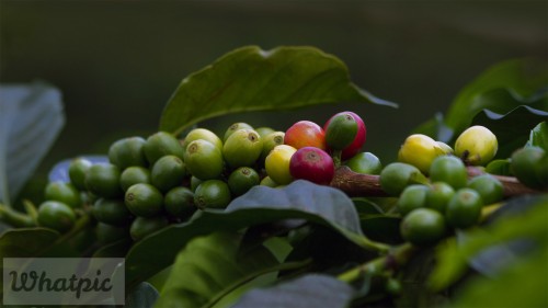 CoffeeCherries_EN-US4058005198_1920x1080.jpg