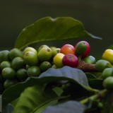 CoffeeCherries_EN-US4058005198_1920x1080