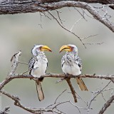 SouthernYellow_EN-US7866720084_1920x1080