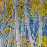 ThePando_EN-US1263045290_1920x1080