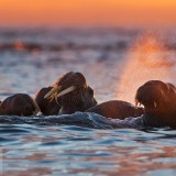 ToothWalkingSeahorse_EN-US8055541483_1920x1080