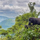 UgandaGorilla_EN-US2620785147_1920x1080