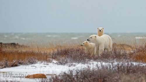 ChurchillPolarBear_EN-US1965888858_1920x1080.jpg