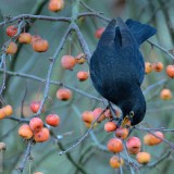 CrabAppleBlackbird_EN-US1844937939_1920x1080