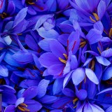 CrocusSativus_EN-US7229387698_1920x1080