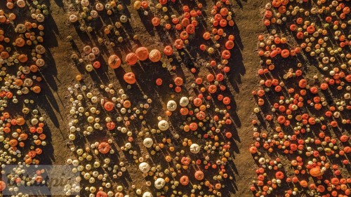 HalfMoonBayPumpkin_EN-US1382713390_1920x1080.jpg