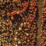 HalfMoonBayPumpkin_EN-US1382713390_1920x1080