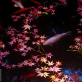 LeavesGoldfish_EN-US1011361624_1920x1080