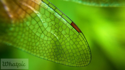 MaldivesDragonfly_EN-US0767811525_1920x1080.jpg