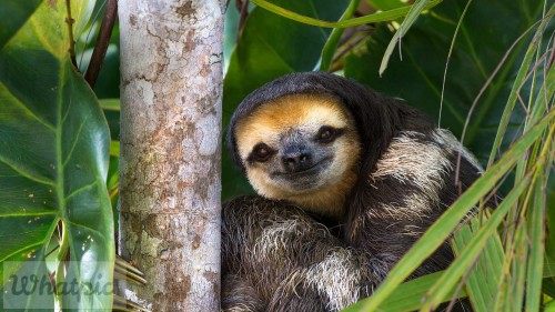 PaleSloth_EN-US1597851170_1920x1080.jpg