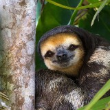 PaleSloth_EN-US1597851170_1920x1080