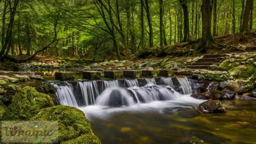 TollymoreForest EN US2804177894 1920x1080