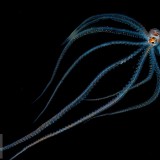 WorldOctopus_EN-US5192068372_1920x1080