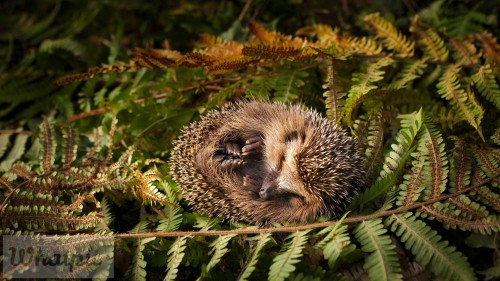 BabyHedgehog EN US6368752344 1920x1080