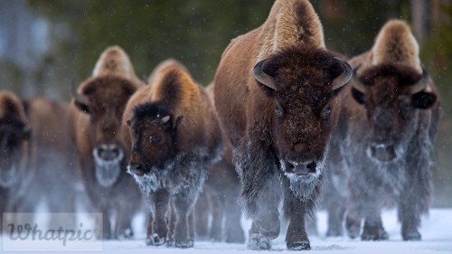 BisonYNP EN US6892931697 1920x1080
