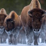 BisonYNP_EN-US6892931697_1920x1080