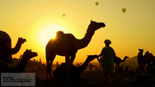 CamelsBalloons EN US7157820798 1920x1080
