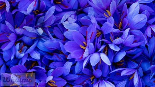 CrocusSativus EN US7229387698 1920x1080