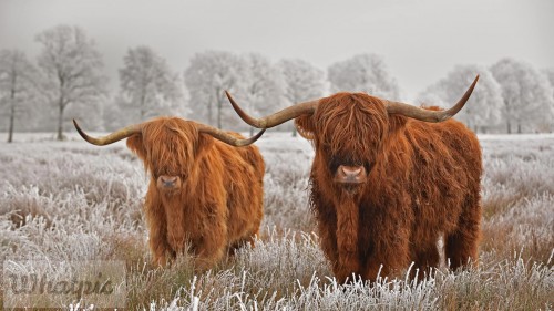 HairyHighlanders EN US9166386626 1920x1080