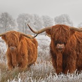 HairyHighlanders_EN-US9166386626_1920x1080