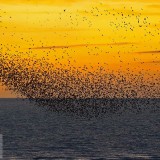 Murmurations_EN-US6835324023_1920x1080