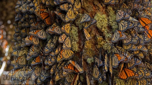 OverwinteringMonarchs EN US9077881827 1920x1080