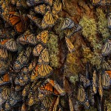 OverwinteringMonarchs_EN-US9077881827_1920x1080